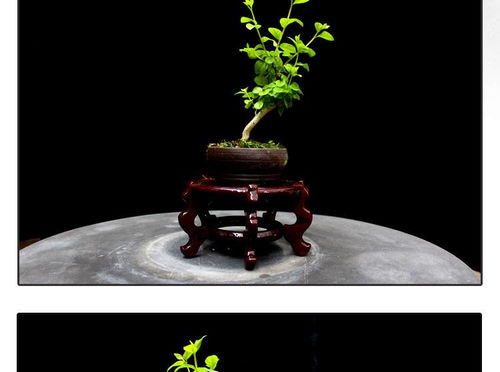 方寸間的詩意與清新 如皋紫薇微型盆景，打造桌面素雅文藝空間