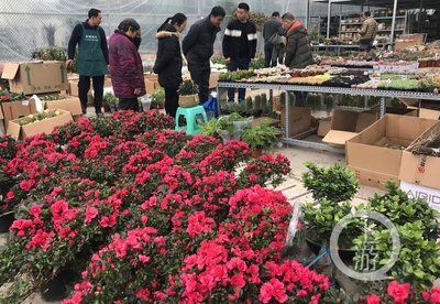 市民花市選“年貨” 春節花卉銷售火爆，禮品花卉走俏市場